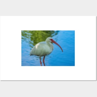 American white ibis 2 Posters and Art